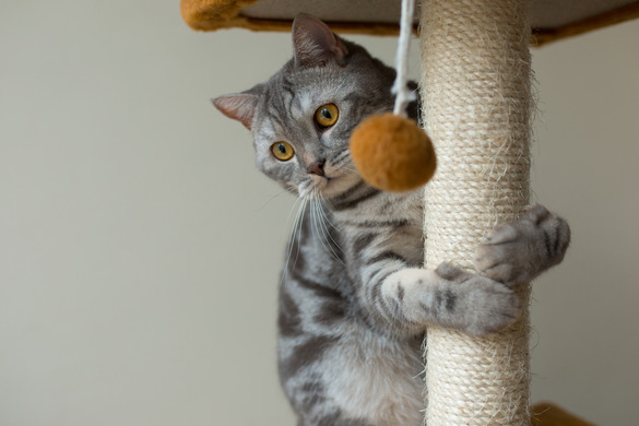 petzfunz